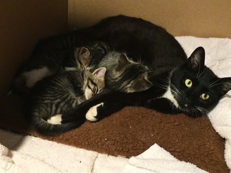 Snuggling with Mom 6.2.16 650.jpg Snuggling with Mom 6 2 16 650